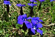 34 Genziana primaticcia (Gentiana verna)
